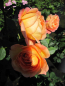 Preview: Englische Rose Tea Clipper2